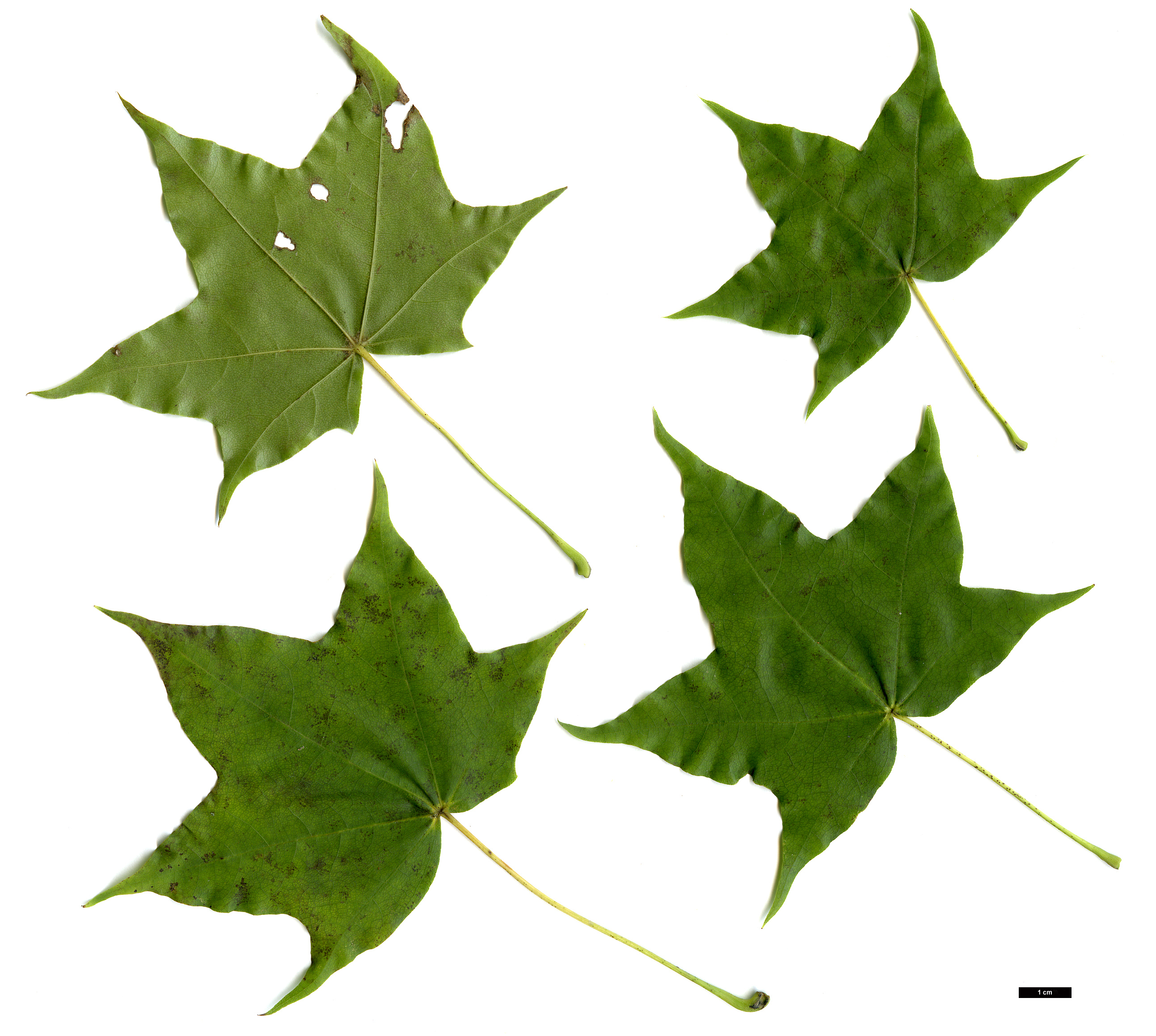 High resolution image: Family: Sapindaceae - Genus: Acer - Taxon: amplum × A.cappadocicum